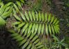 image of Zamia acuminata
