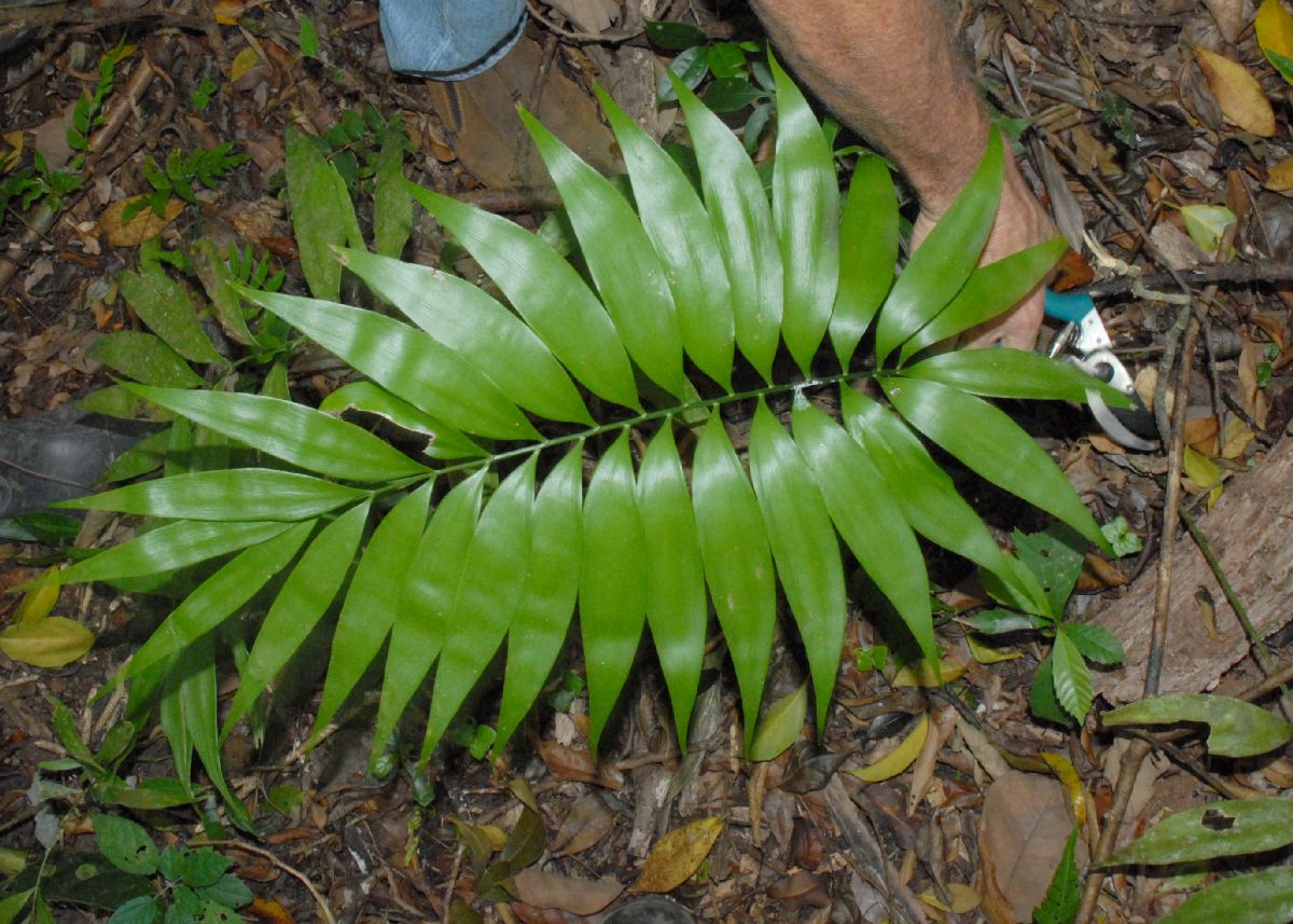 Zamiaceae Zamia acuminata