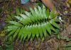 image of Zamia acuminata