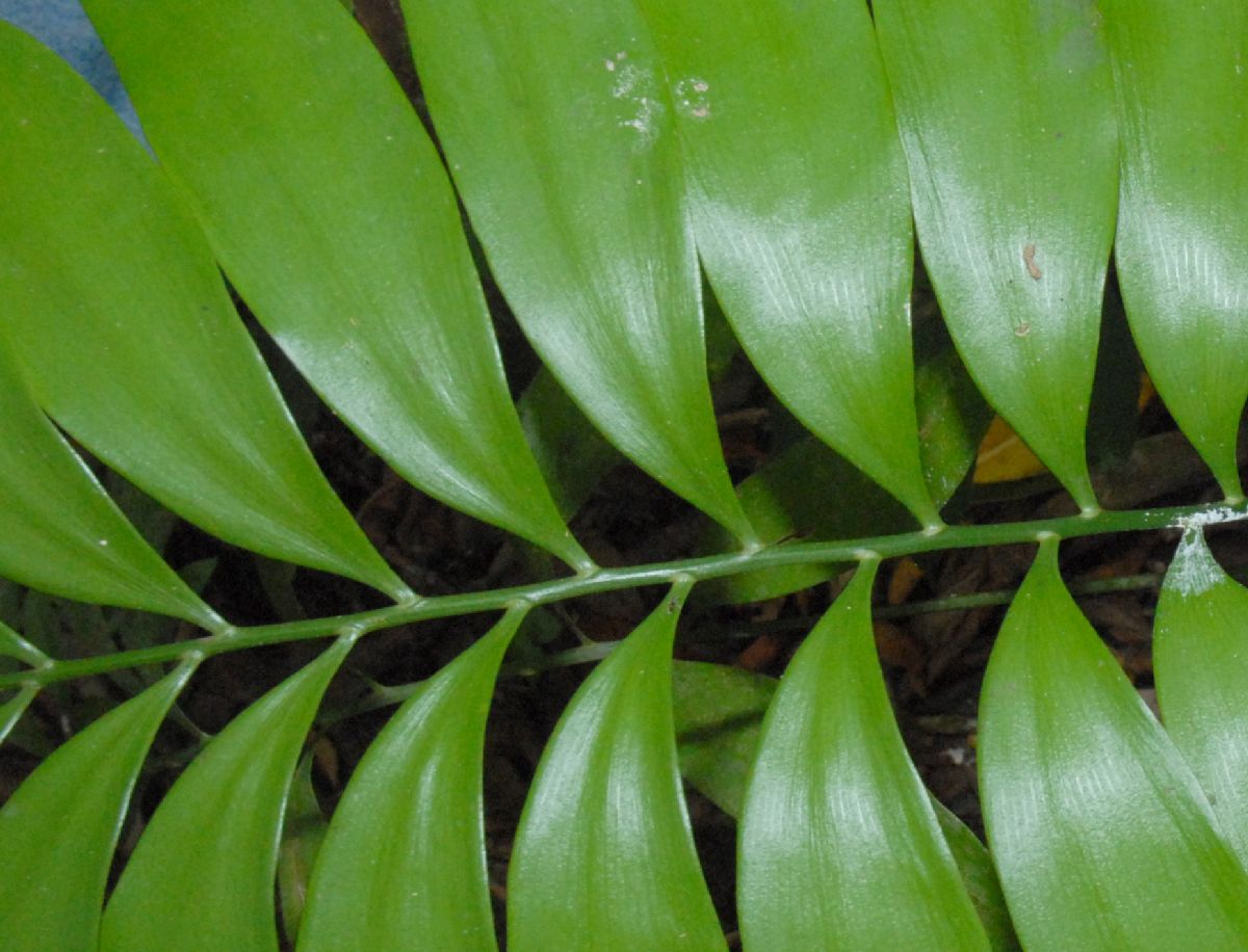 Zamiaceae Zamia acuminata