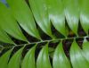 image of Zamia acuminata