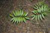 image of Zamia acuminata