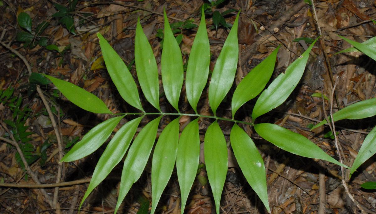 Zamiaceae Zamia acuminata