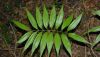 image of Zamia acuminata