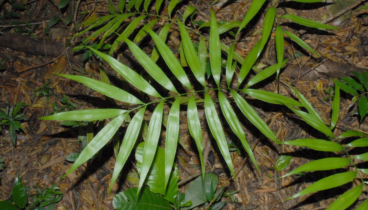 Zamiaceae Zamia acuminata