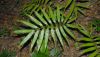 image of Zamia acuminata