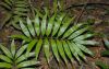 image of Zamia acuminata