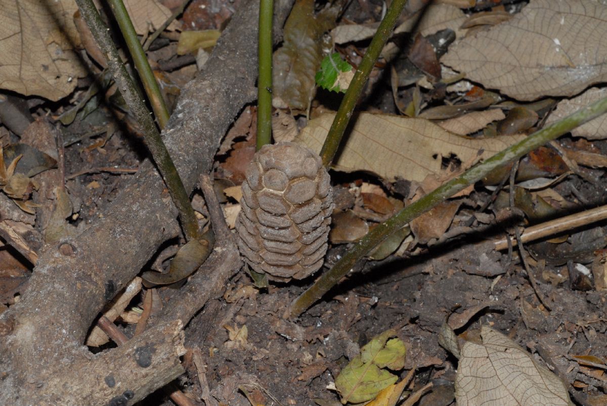 Zamiaceae Zamia acuminata