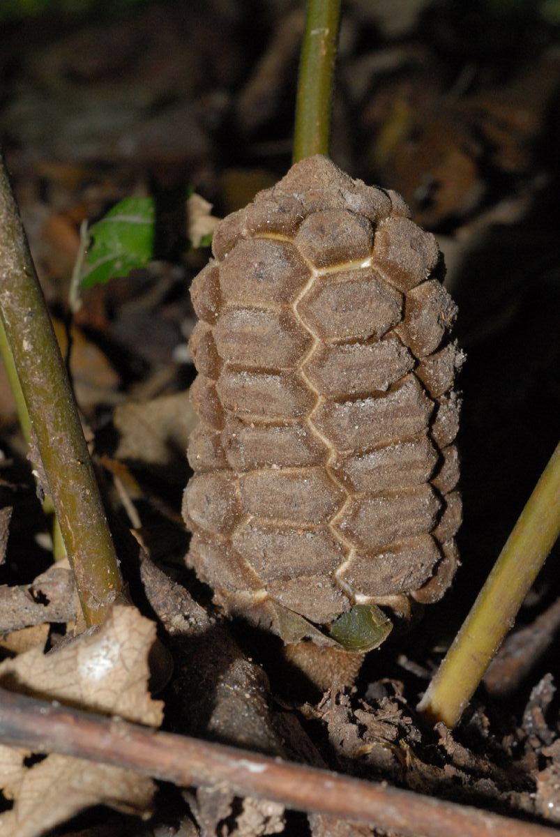 Zamiaceae Zamia acuminata