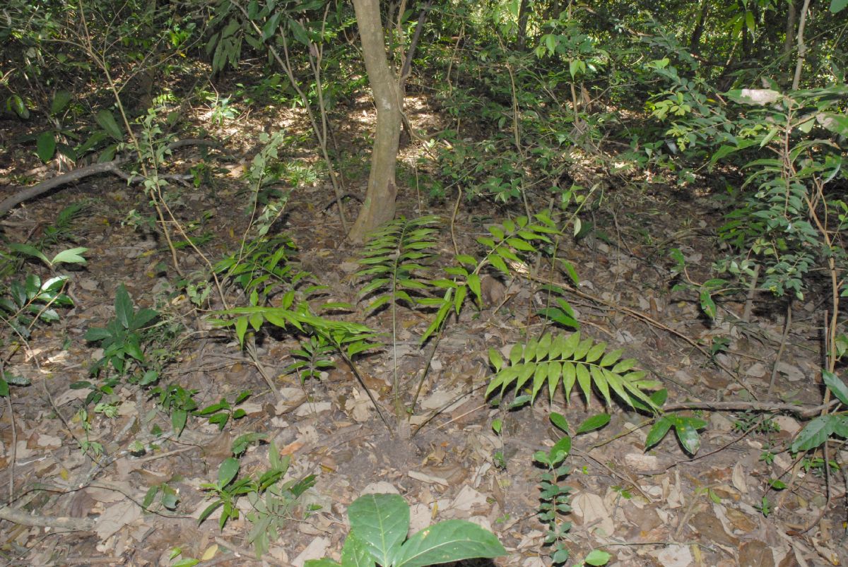 Zamiaceae Zamia acuminata