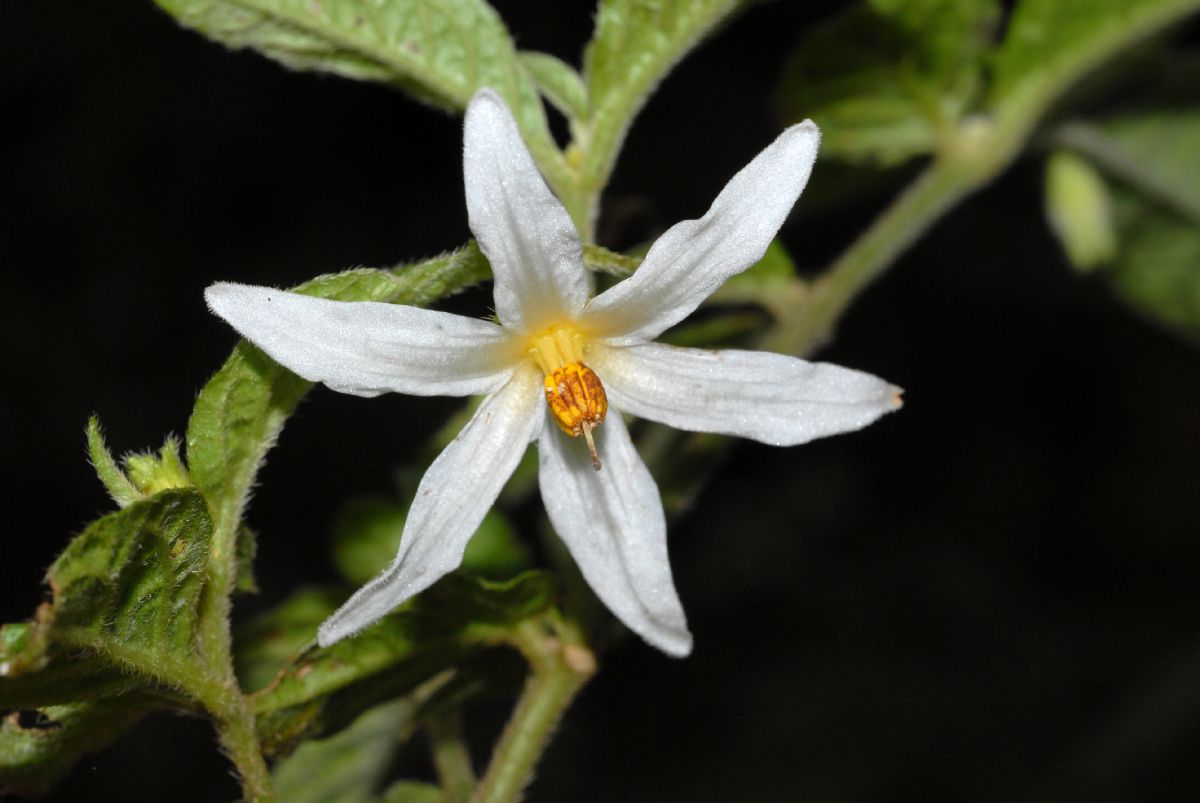 Solanaceae Solanum 