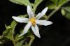 image of Solanum 