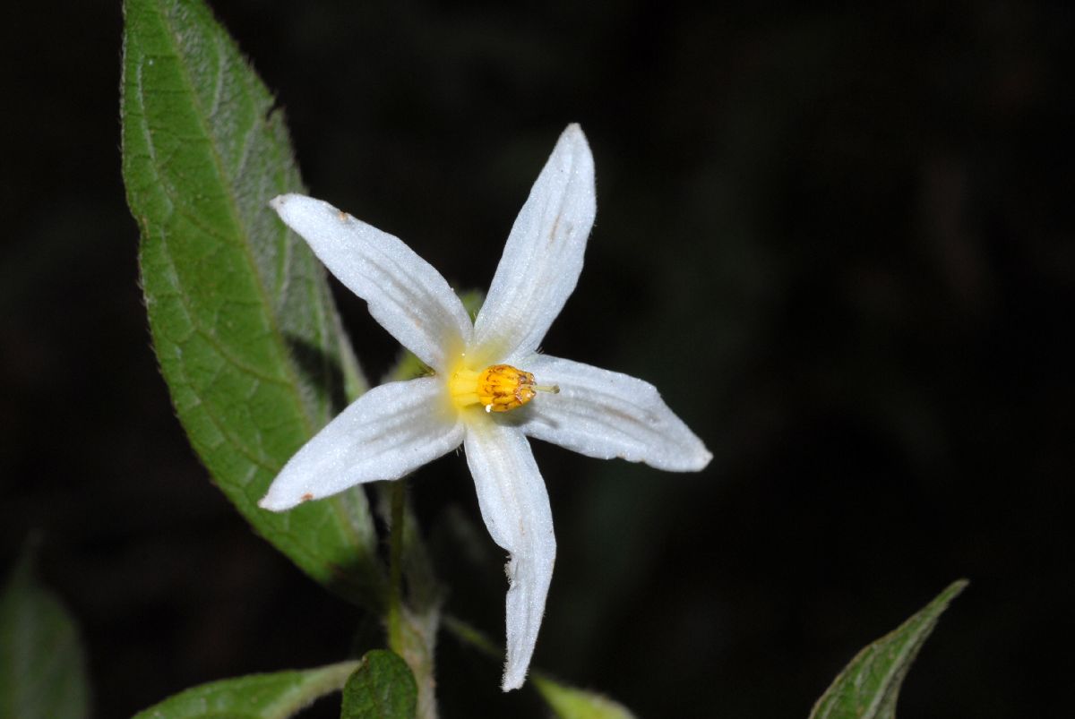 Solanaceae Solanum 