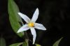 image of Solanum 