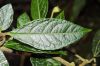 image of Solanum 