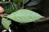 image of Solanum 