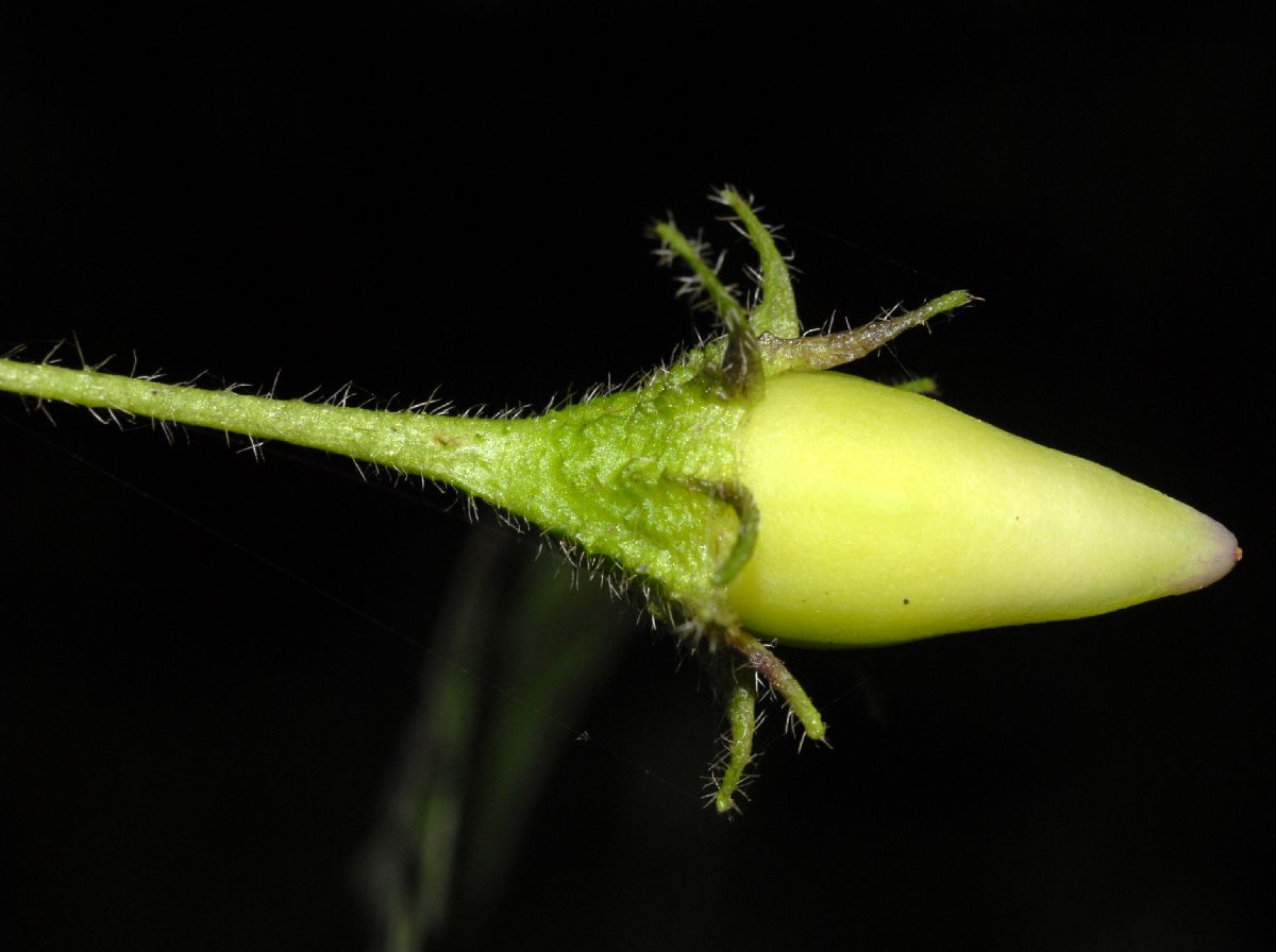 Solanaceae Solanum 