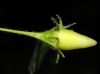 image of Solanum 