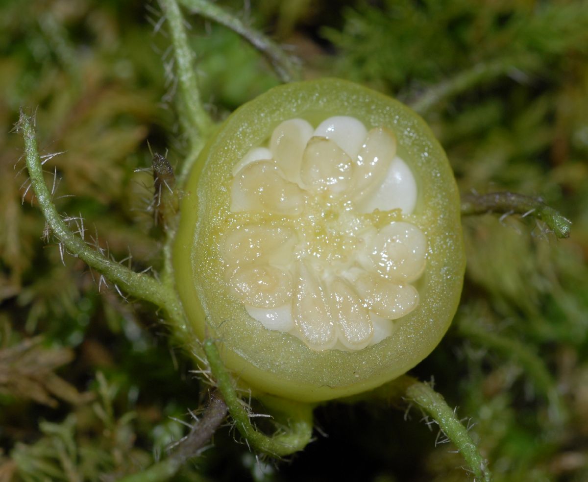 Solanaceae Solanum 