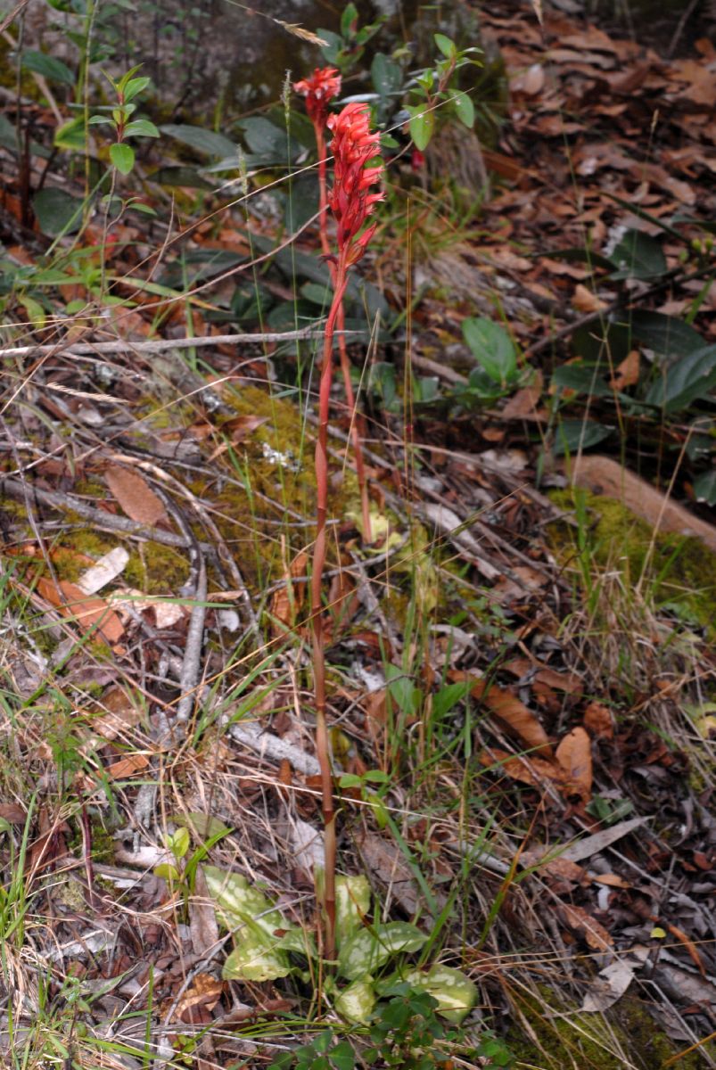Orchidaceae Stenorrhynchos speciosa