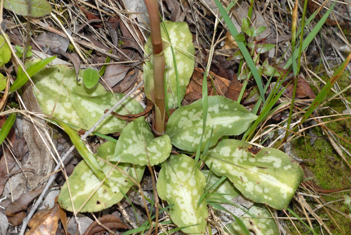 Orchidaceae Stenorrhynchos speciosa