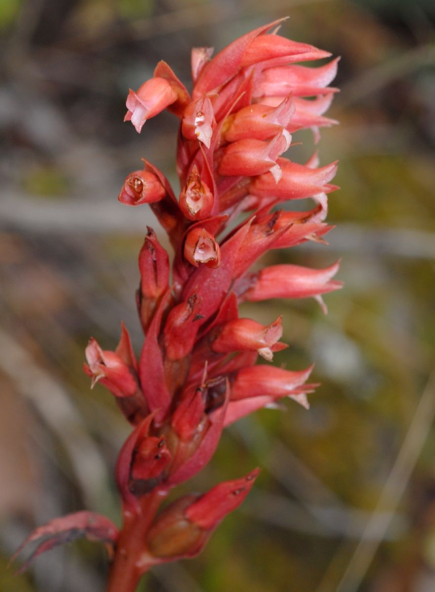 Orchidaceae Stenorrhynchos speciosa