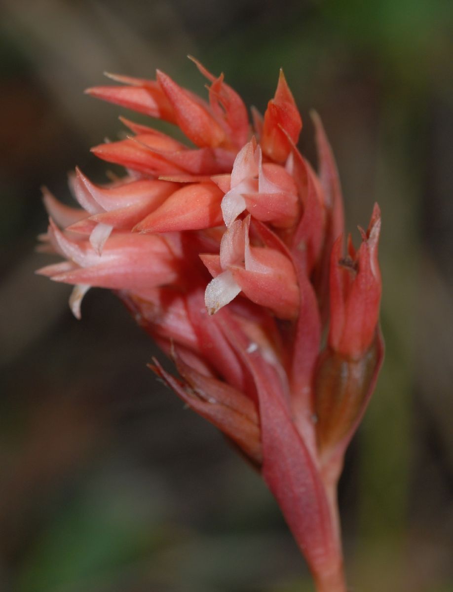 Orchidaceae Stenorrhynchos speciosa