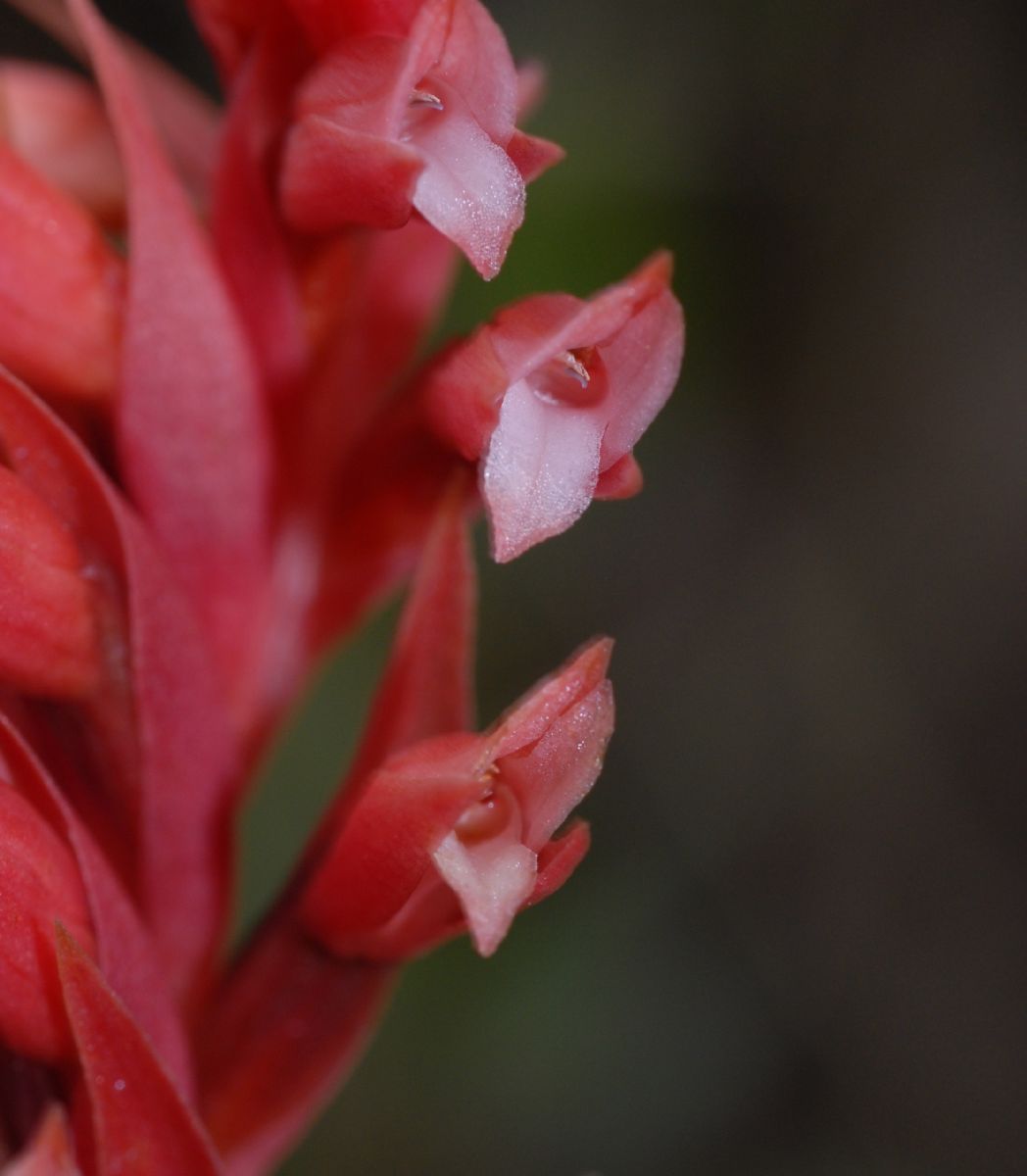 Orchidaceae Stenorrhynchos speciosa