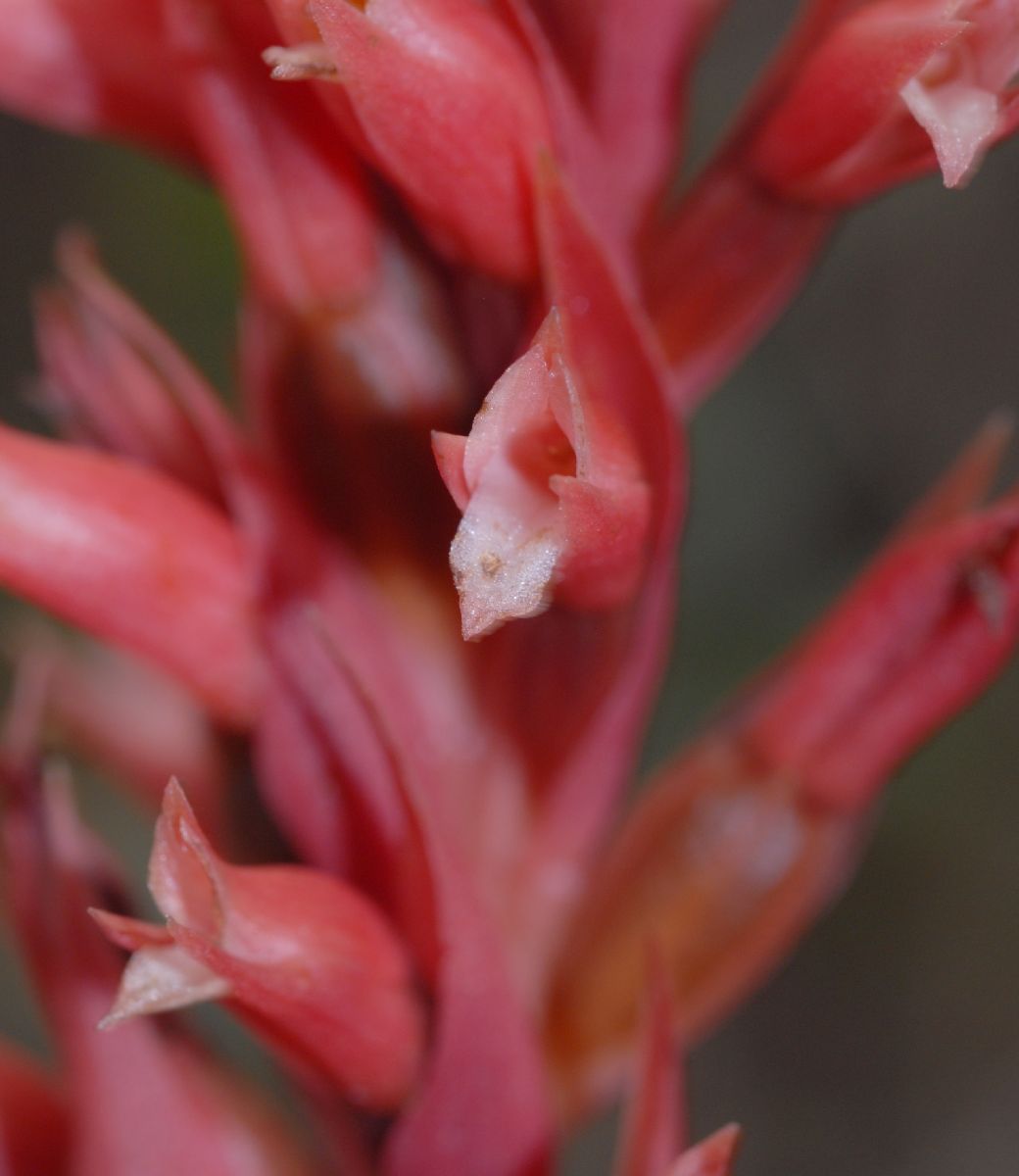 Orchidaceae Stenorrhynchos speciosa