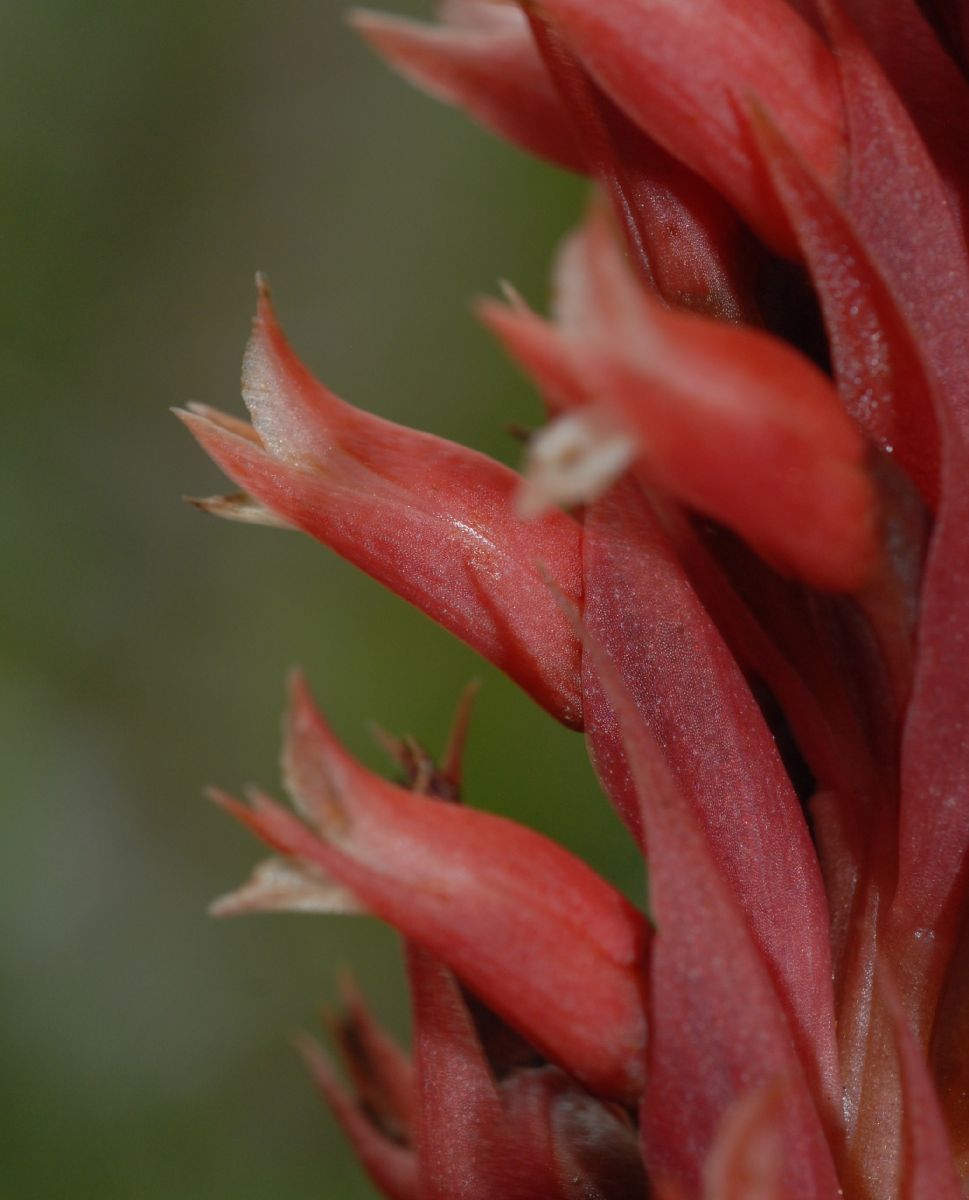 Orchidaceae Stenorrhynchos speciosa