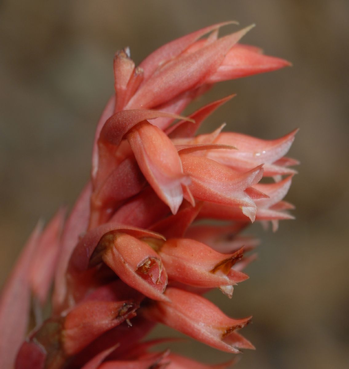 Orchidaceae Stenorrhynchos speciosa