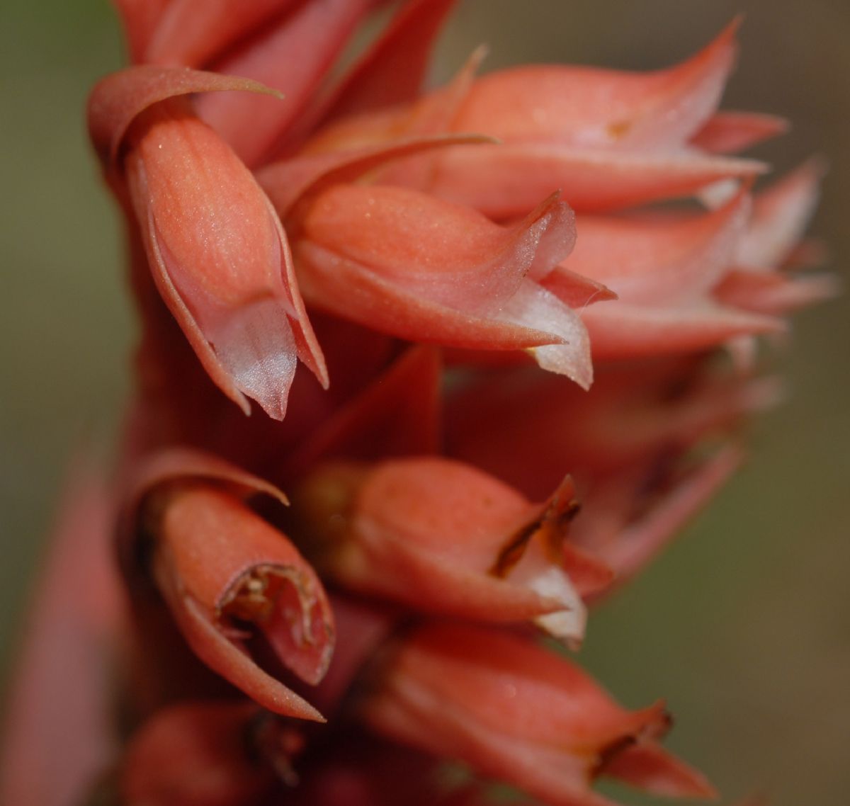 Orchidaceae Stenorrhynchos speciosa