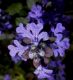 image of Ajuga reptans