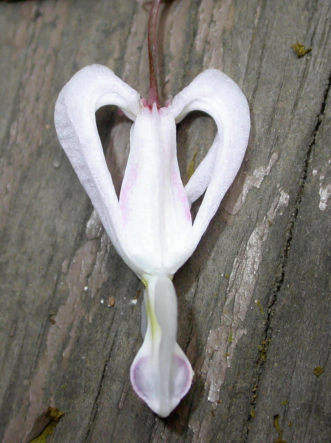 Papaveraceae Dicentra spectabilis