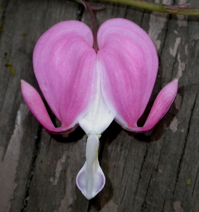 Papaveraceae Dicentra spectabilis