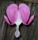image of Dicentra spectabilis