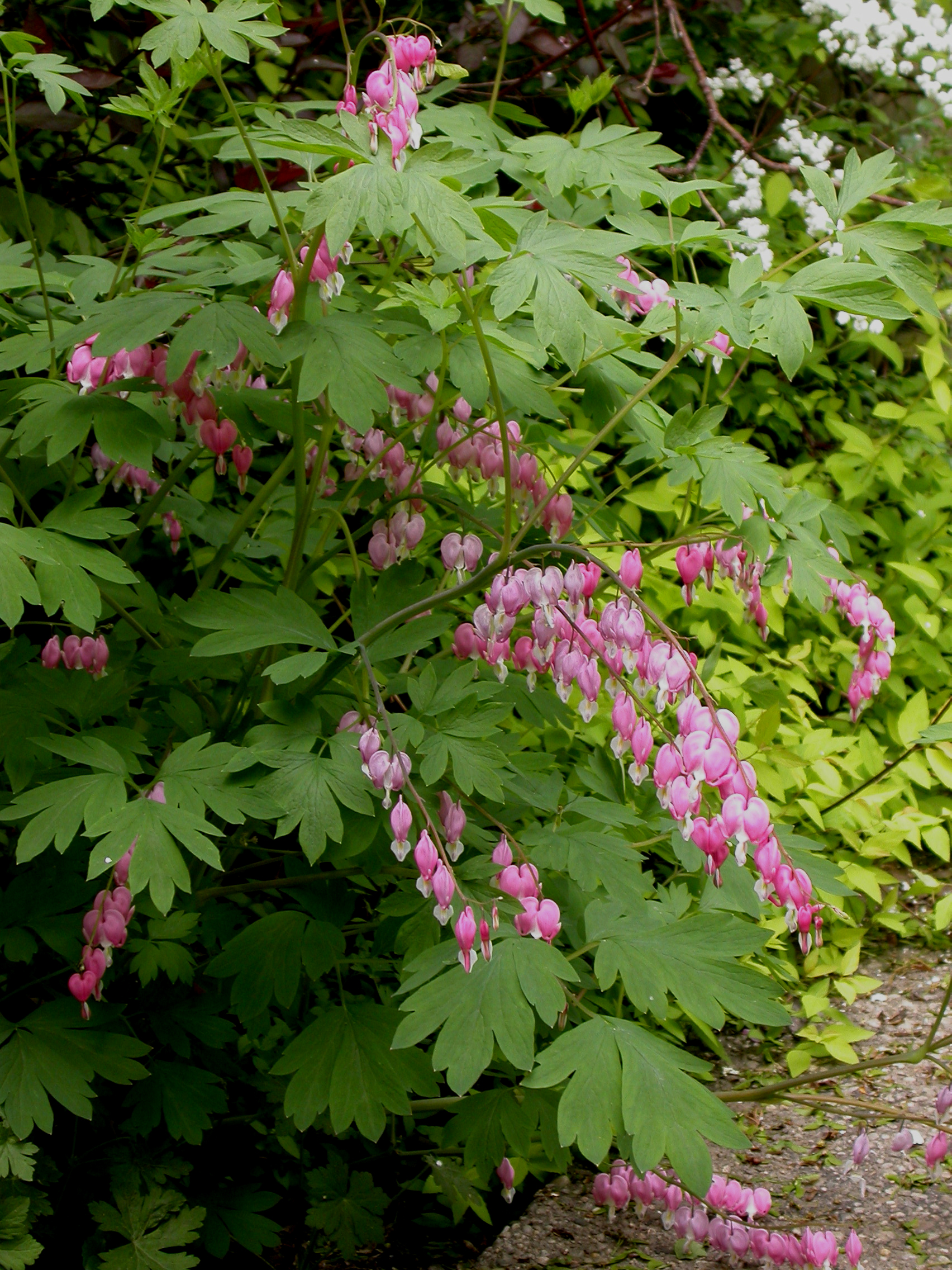 Papaveraceae Dicentra spectabilis