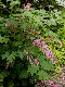 image of Dicentra spectabilis