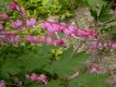 image of Dicentra spectabilis