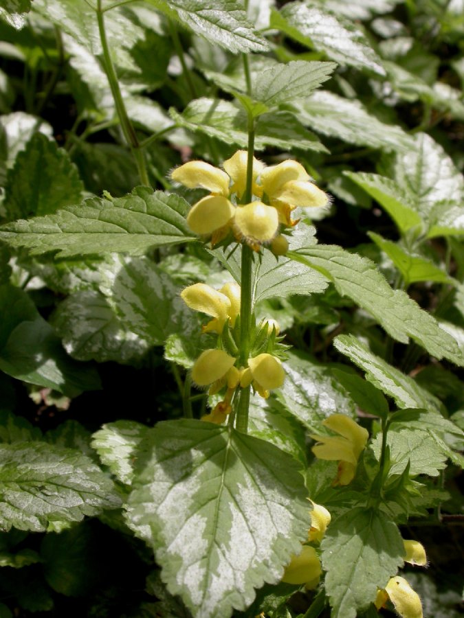 Lamiaceae Lamium galeobdolon