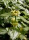 image of Lamium galeobdolon