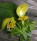 image of Lamium galeobdolon