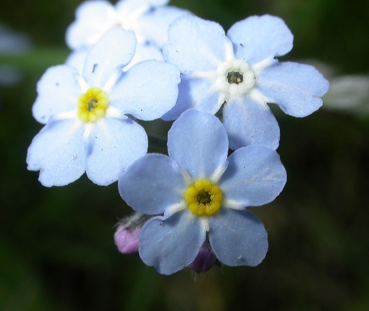Boraginaceae Myosotis sylvatica