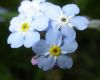 image of Myosotis sylvatica
