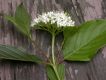 image of Cornus stolonifera