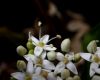 image of Cornus stolonifera