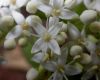image of Cornus stolonifera