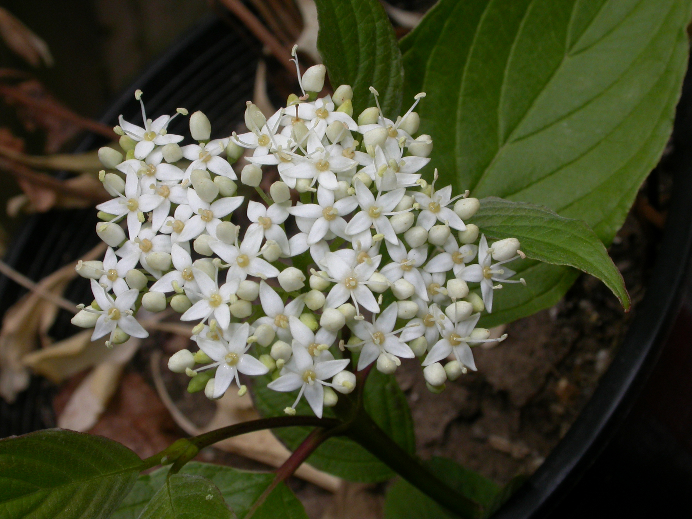 Cornaceae Cornus stolonifera