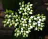 image of Cornus stolonifera