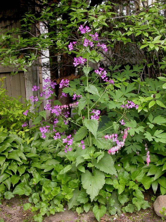 Brassicaceae Lunaria annua